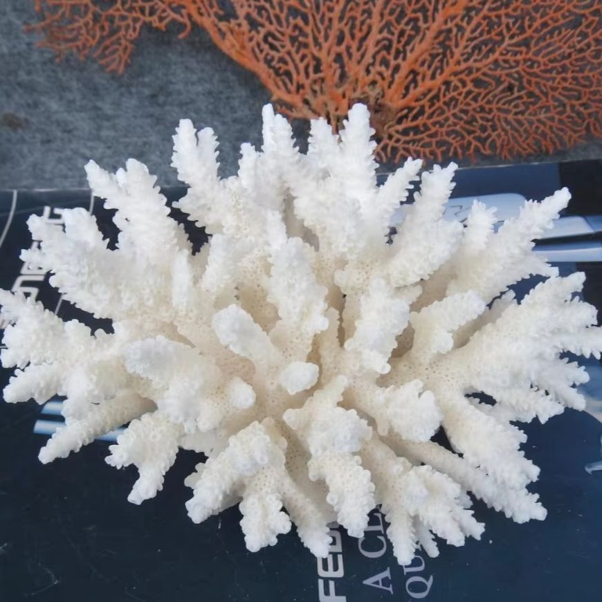1pc Natural White Coral Cluste - Marine Aquarium & Regional Centre ulasan dan harga