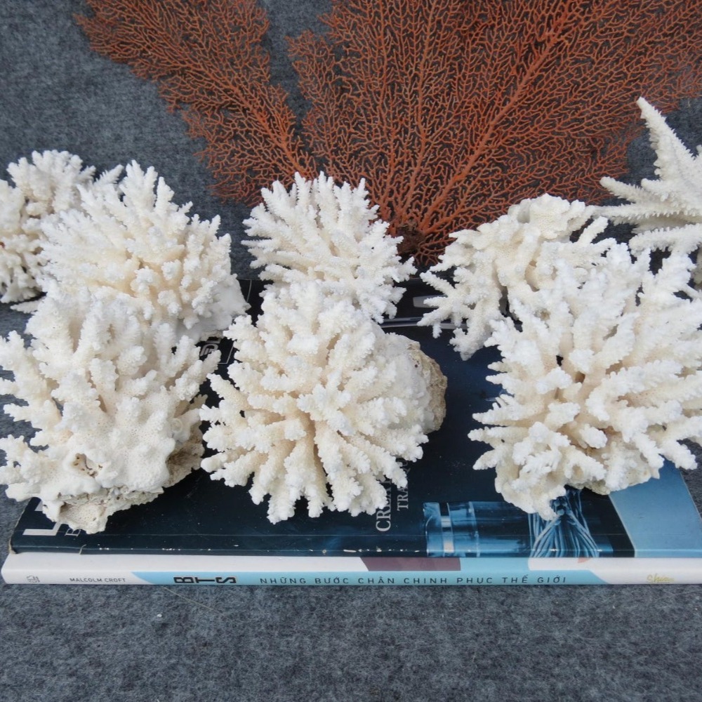 1pc Natural White Coral Cluste - Marine Aquarium & Regional Centre ulasan dan harga