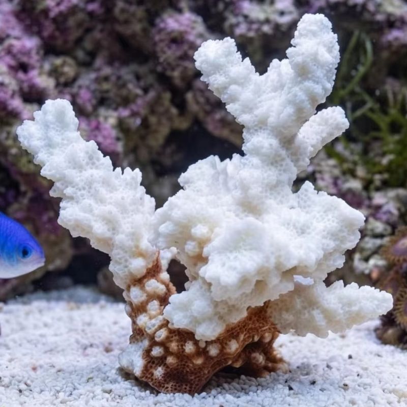 1pc Natural White Coral Cluste - Marine Aquarium & Regional Centre ulasan dan harga