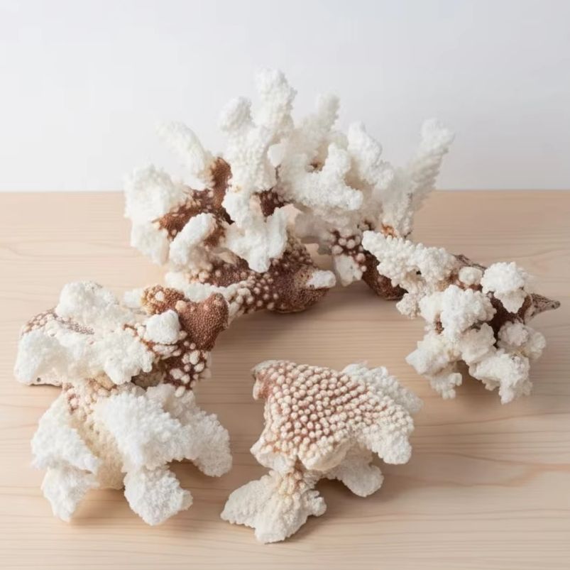 1pc Natural White Coral Cluste - Marine Aquarium & Regional Centre ulasan dan harga