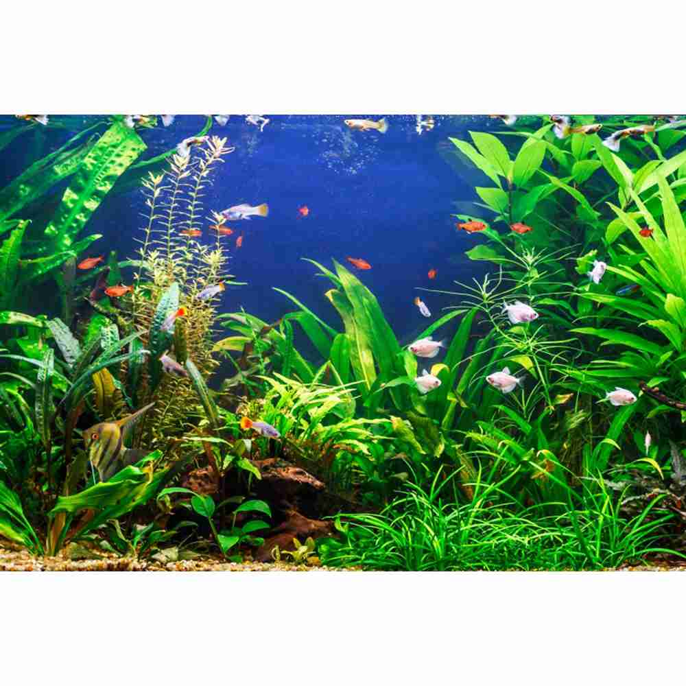 Underwater World Seabed Photog - Aquarium Marine World ulasan dan harga